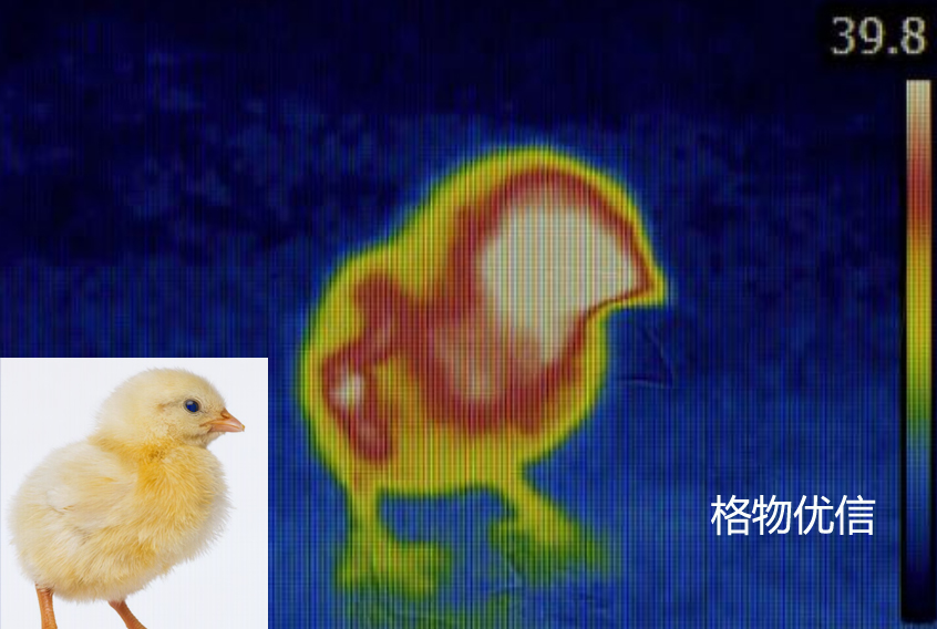 小鸡生长中红外热像仪图