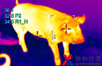 红外热像仪用于猪群体温监测